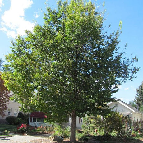 Choice City&trade; Elm Tree - Nature Hills Nursery - #3 Container - 