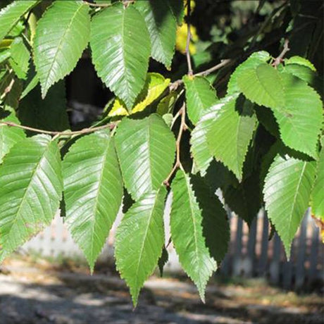 Choice City&trade; Elm Tree - Nature Hills Nursery - #3 Container - 