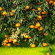 Citrus