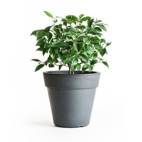Cocktail Tree - Nature Hills Nursery - #1 Container - 