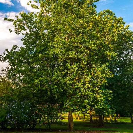 Columbia Sycamore Tree - Nature Hills Nursery - 4x4x6 Container 2 - 3 Feet - 