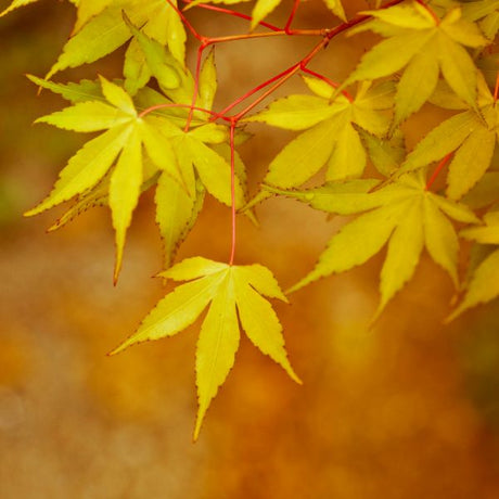 Coral Bark Japanese Maple - Nature Hills Nursery - #5 Container - 