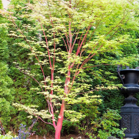 Coral Bark Japanese Maple - Nature Hills Nursery - #5 Container - 