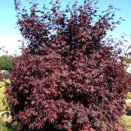 Crimson Prince Japanese Maple Tree - Nature Hills Nursery - #3 Container - 