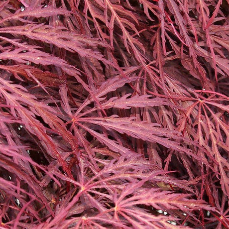 Crimson Queen Japanese Maple Tree - Nature Hills Nursery - #2 Container 2 - 3 Feet - 