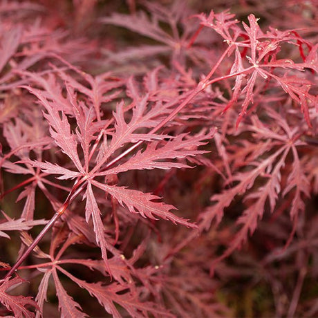 Crimson Queen Japanese Maple Tree - Nature Hills Nursery - #2 Container 2 - 3 Feet - 