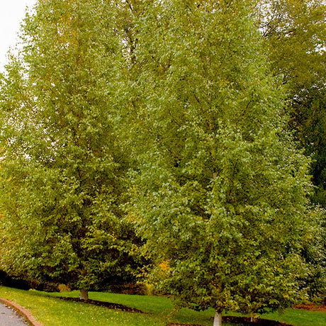 Dakota Pinnacle Birch