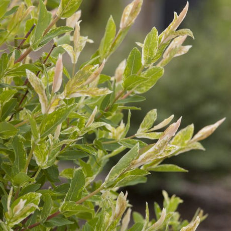 Dappled Willow Tree Form - Nature Hills Nursery - #1 Container 1 - 2 Feet - 
