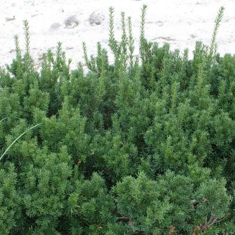 Dark Green Spreader Yew - Nature Hills Nursery - #5 Container - 