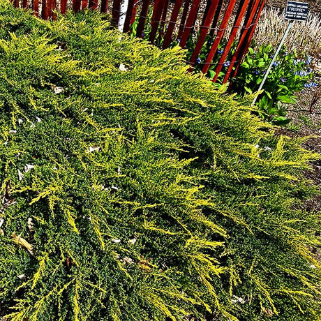 Daub's Frosted Juniper - Nature Hills Nursery - #2 Container - 