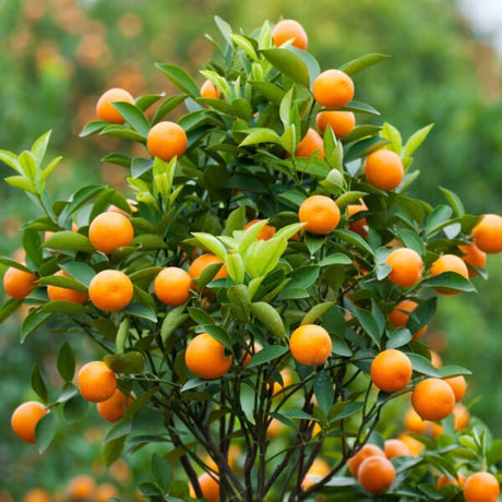 Dwarf Brown Select Satsuma Tree - Nature Hills Nursery - 4x4x11 Inch Container - 