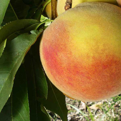 Early Elberta Peach Tree - Nature Hills Nursery - #3 Container 3 - 4 Feet - 