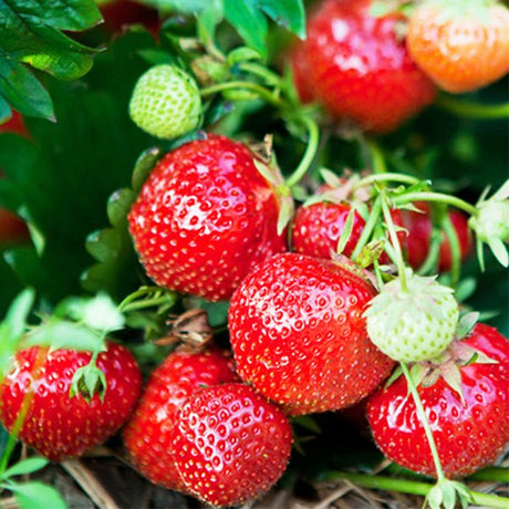 Eversweet Strawberry Plant - Nature Hills Nursery - 20 Pack Bareroot - 