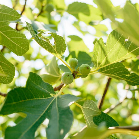 Excel Fig Tree - Nature Hills Nursery - 5x5x12 Inch Container - 