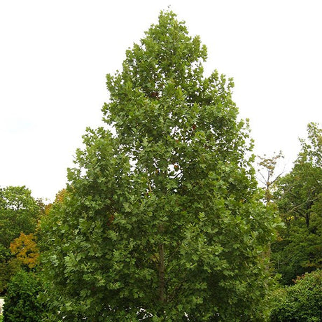 Exclamation!&trade; London Planetree - Nature Hills Nursery - #3 Container - 