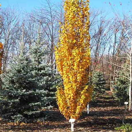 First Editions&reg; Parkland Pillar&reg; Birch Tree - Nature Hills Nursery - #7 Container 5 - 6 Feet - 