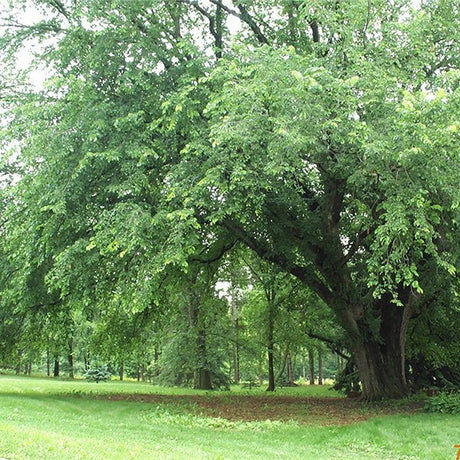 First Editions&reg; St Croix&trade; American Elm - Nature Hills Nursery - 5 - 6 Feet Bareroot - 