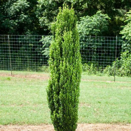 First Editions&reg; Straight & Narrow&reg; Japanese Holly - Nature Hills Nursery - #2 Container - 