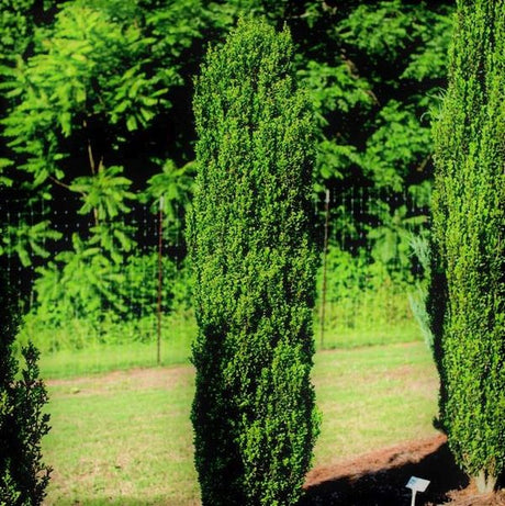 First Editions&reg; Straight & Narrow&reg; Japanese Holly - Nature Hills Nursery - #2 Container - 