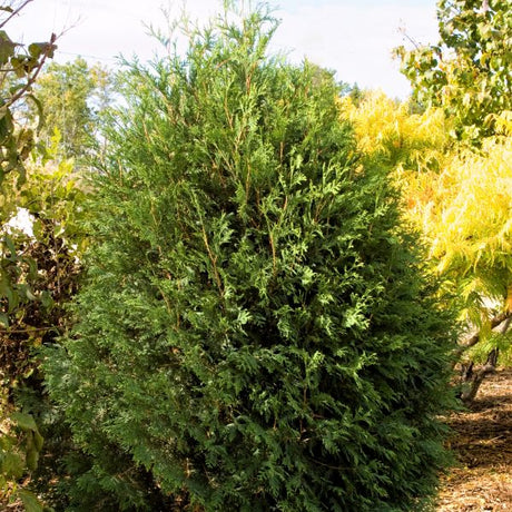 First Editions&reg; Technito&reg; Arborvitae - Nature Hills Nursery - #3 Container 1 - 2 Feet - 