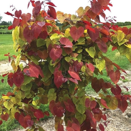 Flame Thrower&reg; Redbud Tree - Nature Hills Nursery - 2 - 3 Feet Bareroot - 