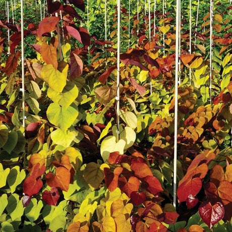 Flame Thrower&reg; Redbud Tree - Nature Hills Nursery - 2 - 3 Feet Bareroot - 