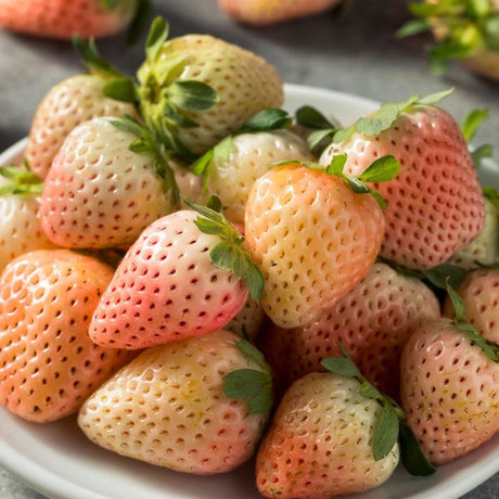 Flamingo Everbearing Strawberry Plant - Nature Hills Nursery - 20 Pack Bareroot - 