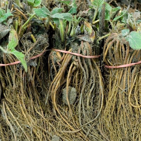 Flamingo Everbearing Strawberry Plant - Nature Hills Nursery - 20 Pack Bareroot - 