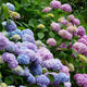 Flowering Bushes