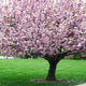 Flowering Trees