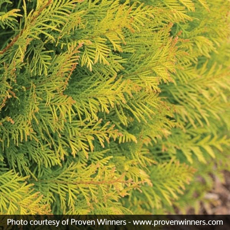 Fluffy&trade; Western Arborvitae