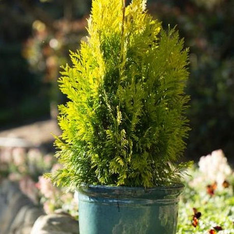 Forever Goldy&reg; Arborvitae - Nature Hills Nursery - Quart Container - 