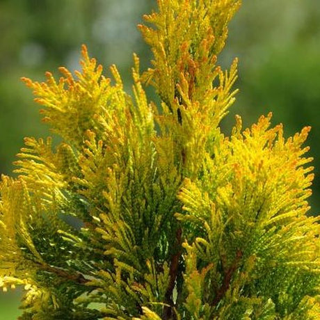 Forever Goldy&reg; Arborvitae - Nature Hills Nursery - Quart Container - 