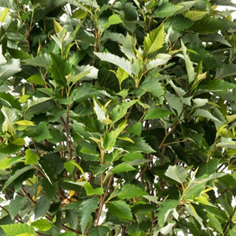 Fox Valley&reg; River Birch - Nature Hills Nursery - #7 Container 2 - 3 Feet - 