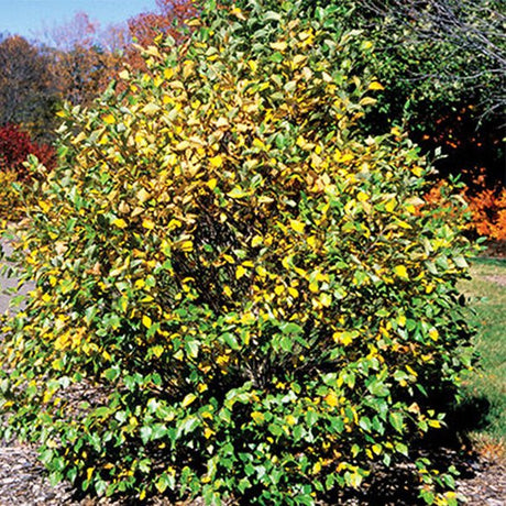 Fox Valley&reg; River Birch - Nature Hills Nursery - #7 Container 2 - 3 Feet - 