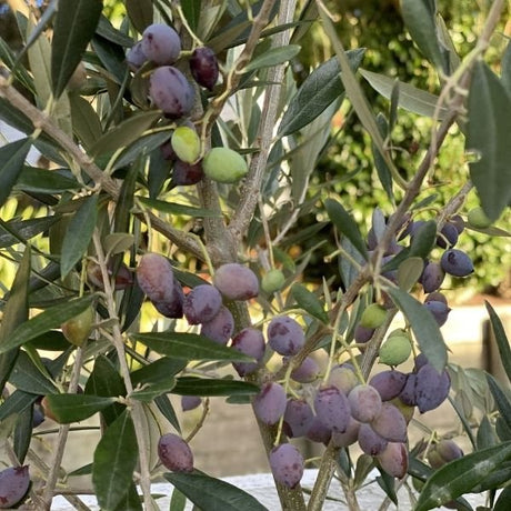 Frantoio Olive Tree - Nature Hills Nursery - #1 Container - 