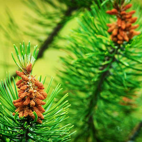 French Dark Green Scots Pine Tree - Nature Hills Nursery - Sprinter Pot - 