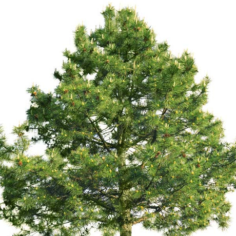 French Dark Green Scots Pine Tree - Nature Hills Nursery - Sprinter Pot - 