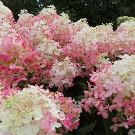 French Manicure&trade; Panicle Hydrangea - Nature Hills Nursery - 1 - 2 Feet Bareroot - 