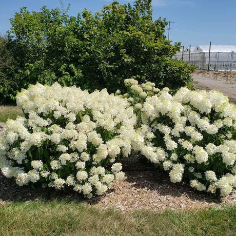 French Manicure&trade; Panicle Hydrangea - Nature Hills Nursery - 1 - 2 Feet Bareroot - 