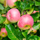 Fruit Trees