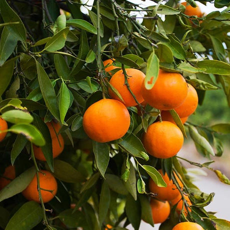 Fukamoto Orange Tree - Nature Hills Nursery - 5x5x12 Inch Container - 