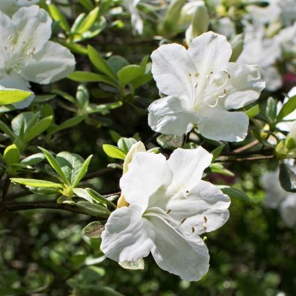 Girard's Pleasant White Azalea - Nature Hills Nursery - #3 Container - 