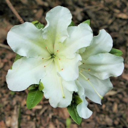 Girard's Pleasant White Azalea - Nature Hills Nursery - #3 Container - 
