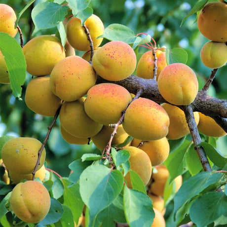 Goldcot Apricot Tree - Nature Hills Nursery - Paper Pot 4 - 5 Feet - 