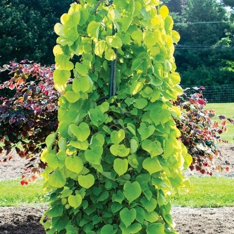 Golden Falls&reg; Weeping Redbud Tree - Nature Hills Nursery - 4 - 5 Feet Bareroot - 