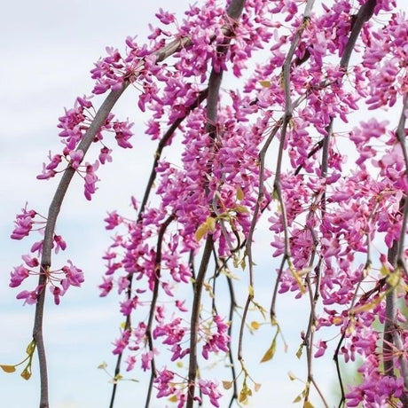 Golden Falls&reg; Weeping Redbud Tree - Nature Hills Nursery - 4 - 5 Feet Bareroot - 