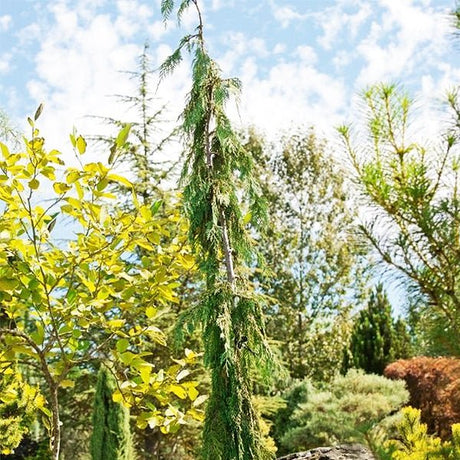 Green Arrow Weeping Alaskan Cedar - Nature Hills Nursery - #1 Container - 