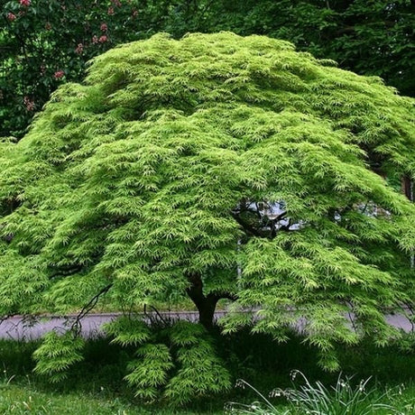 Green Laceleaf Japanese Maple Tree - Nature Hills Nursery - #2 Container 2 - 3 Feet - 