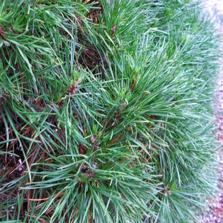 Green Penguin Dwarf Scotch Pine - Nature Hills Nursery - #5 Container - 